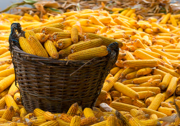 玉米供求關系影響著價格,2022年我國玉米播種面積和產量或將持續增加(圖1) 玉米供求關系影響著價格,2022年我國玉米播種面積和產量或將持續增加(圖1)