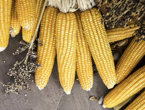 玉米供求關系影響著價格,2022年我國玉米播種面積和產量或將持續增加(圖2) 玉米供求關系影響著價格,2022年我國玉米播種面積和產量或將持續增加(圖2)