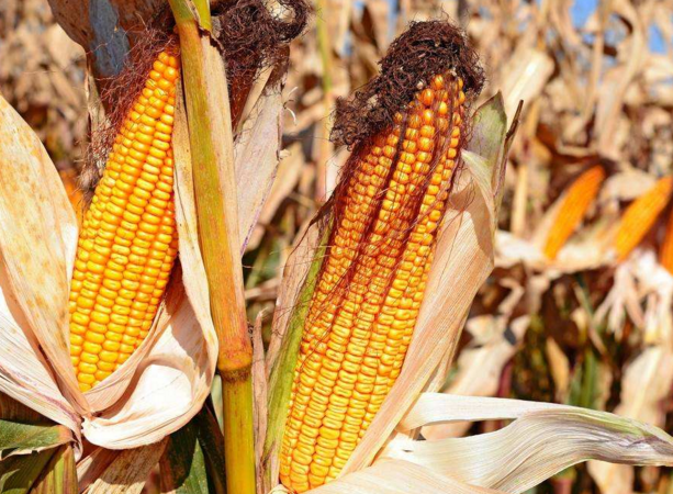 玉米供求關系影響著價格,2022年我國玉米播種面積和產量或將持續增加(圖4) 玉米供求關系影響著價格,2022年我國玉米播種面積和產量或將持續增加(圖4)