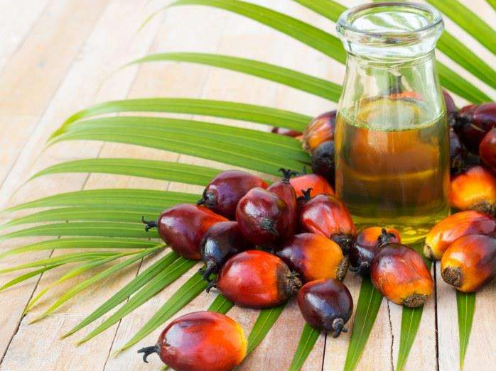 如何投資建設棕櫚油加工廠?企鵝糧油機械在線為您答疑解惑(圖1) 如何投資建設棕櫚油加工廠?企鵝糧油機械在線為您答疑解惑(圖1)